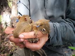 Baby Squirrels Are Less Likely To Die If They Re Born Early