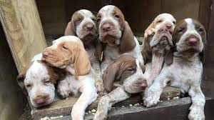 We offer for sale a puppy bracco italiano male born 11.05.2018 (05/11/2018). Bracco Italiano Price Temperament Life Span