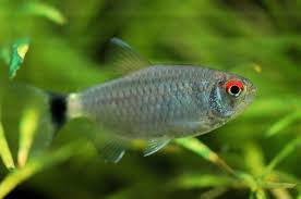 How To Care For The Tetra With The Signature Red Eye Tetra Fish Tropical Fish Aquarium Tetra