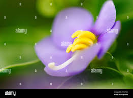 Image result for Exacum oldenlandioides