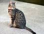 Egyptian Mau - Wikipedia