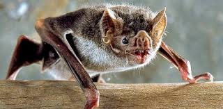 Rd.com knowledge facts consider yourself a film aficionado? Vampire Bat Trivia Mcq Quiz Proprofs Quiz