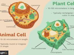 A cell wall is a structural layer surrounding some types of cells, just outside the cell membrane. Differences Between Plant And Animal Cells