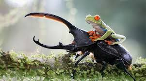 Our frog care guide will help you make the right choices with tips and advice on how to care for your pet frog. Steve Stewart Williams On Twitter What A Person Riding A Horse Would Look Like To An Alien Tree Frog Riding A Titan Beetle Https T Co Ubsuewmgls Https T Co 3posvzcy1x