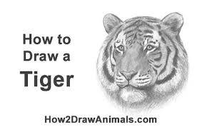 Draw A Tiger Head Tiger Drawing Easy Canvas Art Animal Drawings