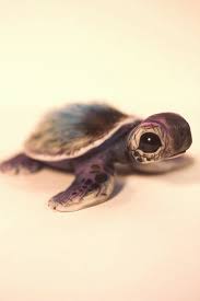 Faux Fur Polymer Clay 8 Cm In Length Designed And Hand Crafted By Me Dmitry Lagun I Love My Wo Cute Baby Turtles Baby Turtles Cute Turtles