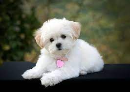 18 Cute White Puppies Ideas Puppies White Puppies Cute Puppies