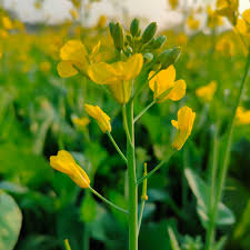 Perhaps you're thinking of a gardenia? Mustard Plant Wikipedia