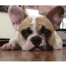 I am a breeder not a store. Registered French Bulldog Dog Breeders In Queensland Qld Australia