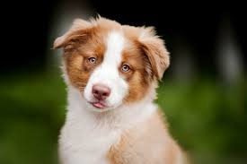 These dogs are incredibly energetic and love to play, so it's important to keep them active all the time. Der Australian Shepherd Myaustralianshepherd De