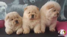 Chow Chow Yavrularimiz Chow Chow Yavrularimiz Kopek Kopekseverler Kopeksahiplendirme Kopekyavrusu Evcilhayvan Evcilha Chow Chow Kopek Evcil Hayvanlar