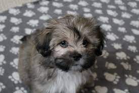 The colors of this dog breed consist of assorted colors consisting of black, golden, sandy, dark grizzle and brown. Grooming A Lhasa Apso Paws Across Britain