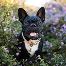 The best female dog names make a statement about you or your dog, but they sound great too. 25 Best Girl Dog Names Cute Female Names For Dogs