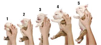 understanding pit bull puppy growth and