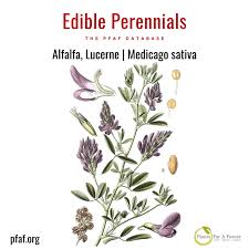 Image result for Medicago sativa