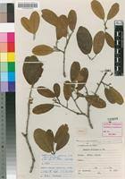 Image result for Monotes africanus