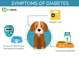 Diabetes In Dogs Canine Mellitus Symptoms Treatment Diet