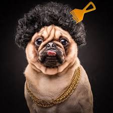 the pug life portraits of pugs posing as 80s and 90s hip hop artists komik kopek fotograflari komik kopekler kopek