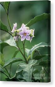Image result for Solanum sp. A