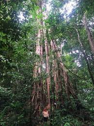Kampong dalam sendok 26 km. Jungle Trekking Picture Of Kuala Koh National Park Gua Musang Tripadvisor