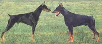 American Dobermanleft European Dobermanright European Doberman Doberman Breed Doberman Dogs