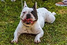 French bulldog puppies for sale in texas usa. French Bulldog Wikipedia
