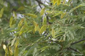 Image result for Peltophorum africanum