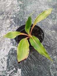 Image result for Palisota