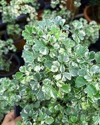 Image result for Polyscias kivuensis