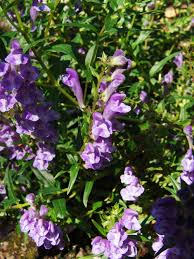 Image result for Equilabium stenosiphon