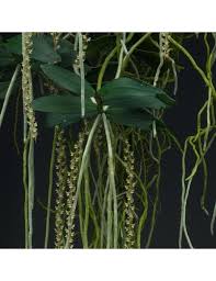 Image result for Rhipidoglossum