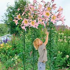 Eine zierde für jeden garten. Baum Lilie Urandi 2 Stuck Lilium X Hybrida Lilien Garten Schluter