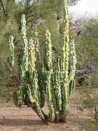 How to root cereus cactus cuttings with no soil or water подробнее. Totem Pole Cactus Pachycereus Schottii F Monstrosus Cactus Plants Cactus Desert Landscaping
