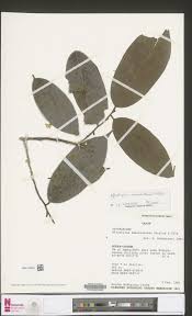 Image result for Afrostyrax