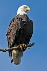 Check spelling or type a new query. American Bald Eagle Bald Eagle Eagle Images Pet Birds
