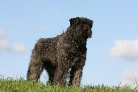 Starting off right is essential! Bouvier Des Flandres Pictures American Kennel Club