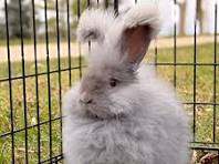 Meet Black Jack: A French Angora Rabbit Packed with Fiber
