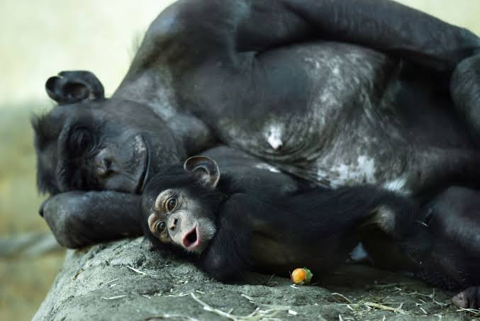 8 Animals With Strong Family Bonds