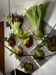 Image result for Platycerium