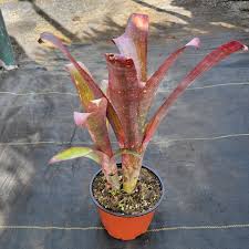 Image result for Billbergia