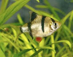 Tiger Barb Puntius Tetrazona