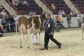 2013 All-American Red & White Holstein Show