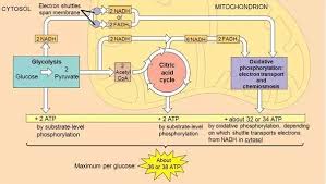 how is 36 atp produced in cellular respiration quora