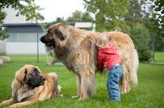 Originally, the leonberger was an attempt by herr heinrich essig to create a dog that looked like a lion, part of the crest of leonberg. 230 Leonberger Ideen Leonberger Hunde Hunde Tiere