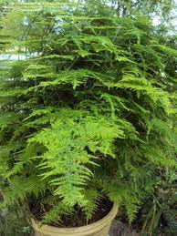Asparagus Fern Plumosa Fern Grows Best Planted In A Nutrient Rich Soil That Is Well Draining Or A Mixture That Is 2 Parts Asparagus Fern Plants Ferns Garden
