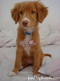 The cost of adopting a. 110 Duck Tollers Ideas Nova Scotia Duck Tolling Retriever Nova Scotia Duck Tolling Puppies