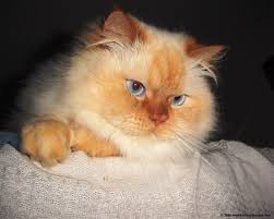 I have a excellent selection of rare himalayan kittens. Flame Point Himalayan Cats Animals Background Wallpapers On Desktop Nexus Image 844699
