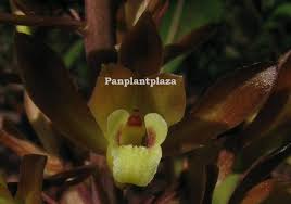 Image result for Eulophia tuberculata