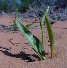 Image result for Ophioglossum thomasii