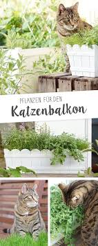 Unser Katzenbalkon Die Pflanzen Katze Balkon Katzengras Katzen